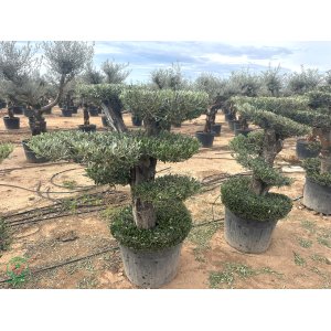 Olivovník európsky (Olea europaea) - výška 130-150 cm, obvod kmeňa 40/50 cm, kont. C90L - MULTI PONPON - 4 POSCHODIA (-12°C)